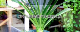 君子兰夹箭拔不出来怎么办,第1图