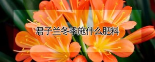 君子兰冬季施什么肥料,第1图