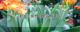 君子兰施什么肥容易开花,第1图