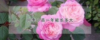 月季小苗一年能长多大,第1图