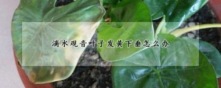 滴水观音叶子发黄下垂怎么办,第1图