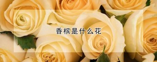 香槟是什么花,第1图