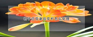 君子兰花谢后花杆怎么处理,第1图