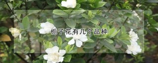 栀子花有几个品种,第1图