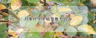 月季叶子干枯变脆怎么办,第1图