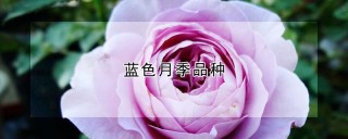 蓝色月季品种,第1图