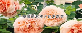 月季僵苗怎样才能发新芽,第1图