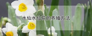 水仙水仙花的养殖方法,第1图