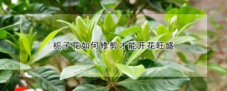 栀子花如何修剪才能开花旺盛,第1图