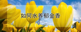 如何水养郁金香,第1图