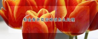 郁金香开花后种球怎么处理,第1图