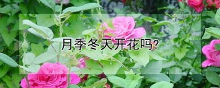 月季冬天开花吗?,第1图