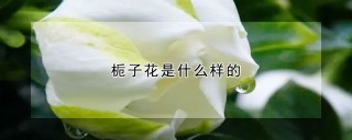 栀子花是什么样的,第1图