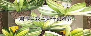 君子兰彩兰为什么难养,第1图