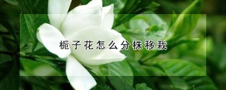 栀子花怎么分株移栽,第1图