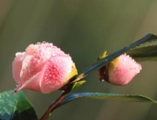 山茶花几月开，十月始花、翌年5月份终花,第6图