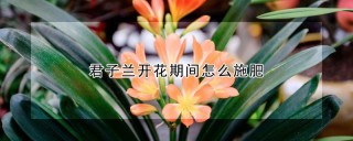 君子兰开花期间怎么施肥,第1图