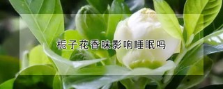 栀子花香味影响睡眠吗,第1图