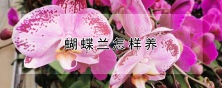 蝴蝶兰怎样养,第1图