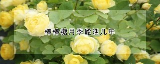 棒棒糖月季能活几年,第1图