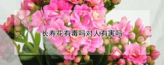 长寿花有毒吗对人有害吗,第1图