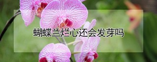 蝴蝶兰烂心还会发芽吗,第1图