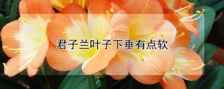 君子兰叶子下垂有点软,第1图