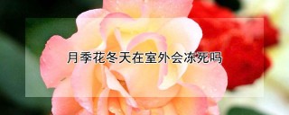 月季花冬天在室外会冻死吗,第1图