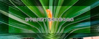 君子兰夹箭了怎样才能长出来,第1图