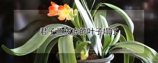 君子兰被冻的叶子塌了,第1图