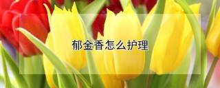 郁金香怎么护理,第1图