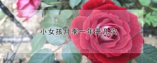 小女孩月季一年开几次,第1图