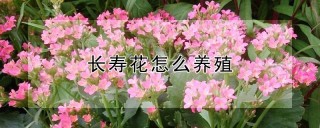 长寿花怎么养殖,第1图