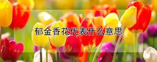 郁金香花代表什么意思,第1图