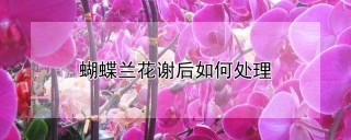 蝴蝶兰花谢后如何处理,第1图