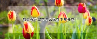 郁金香开完花怎么保存下年开花,第1图