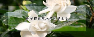 栀子花喜欢水多还是水少,第1图