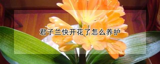 君子兰快开花了怎么养护,第1图