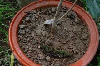 茶花上盆的具体步骤，新买的茶花上盆以及茶花换盆,第4图