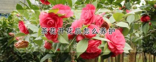 茶花开花后怎么养护,第1图