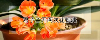 君子兰开两次花预兆,第1图