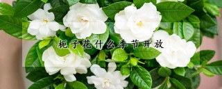 枙子花什么季节开放,第1图