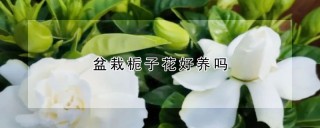 盆栽栀子花好养吗,第1图