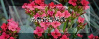 长寿花怎样养,第1图