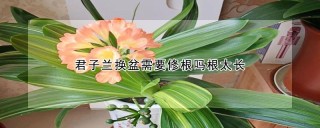 君子兰换盆需要修根吗根太长,第1图