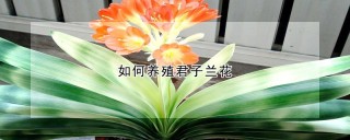 如何养殖君子兰花,第1图