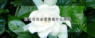 栀子花花朵变黄是什么原因,第1图