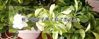 栀子花叶子蔫了软了怎么办,第1图