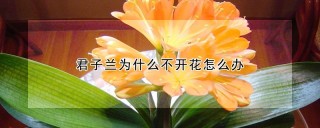 君子兰为什么不开花怎么办,第1图