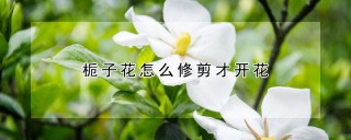 栀子花怎么修剪才开花,第1图